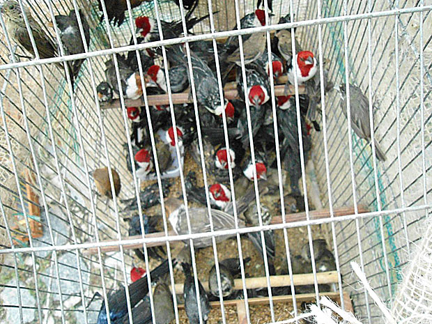 Aves apreendidas no Mercado da Madalena, no Recife (Foto: Divulgação / Cipoma / Polícia Militar)