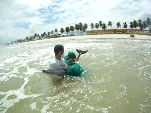 Voluntários tentam resgatar golfinho-rotador encalhado em Maceió (Foto: Instituto Biota/Divulgação)
