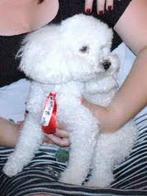 O poodle Luck tinha 11 anos e costumava sair de casa, mas, sempre voltava.  (Foto: arquivo pessoal)