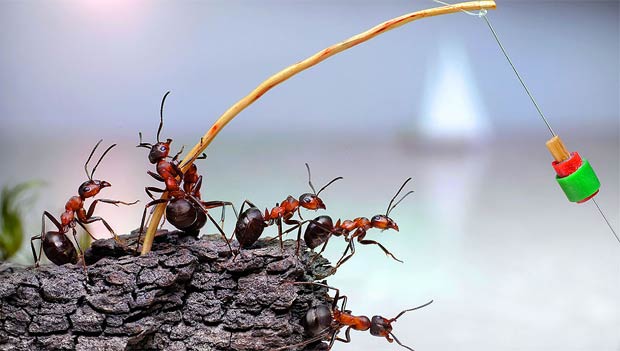 Fotógrafo usa formigas para criar contos de fadas (Foto: Caters)