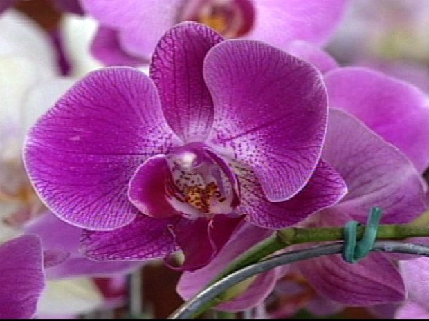 Exposição de orquídeas encanta moradores de Colatina, no ES (Foto: Reprodução/TV Gazeta Noroeste)