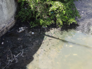 Emlubr recolhe cerca de 24 toneladas de lixo por mês do Rio Cabibaribe (Foto: Luna Markman/G1 PE)