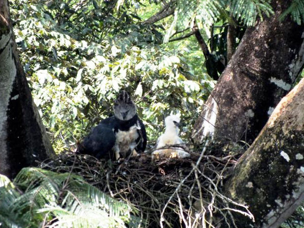 Harpia é flagrada com filhote em árvore de reserva ambiental (Foto: Alex Franck Forte / Arquivo Pessoal)
