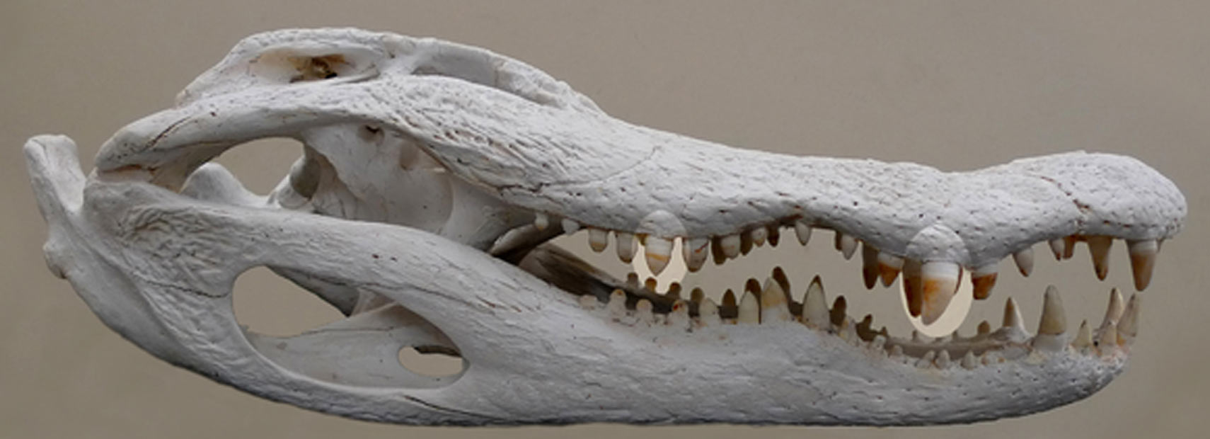 Mandíbula de espécie de crocodilo (Foto: Divulgação)