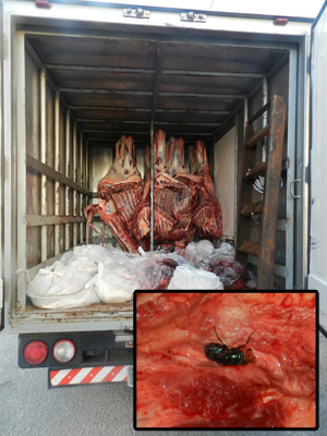 PRF apreende carne transportada de forma irregular na Paraíba (Foto: Divulgação/PRF-PB)