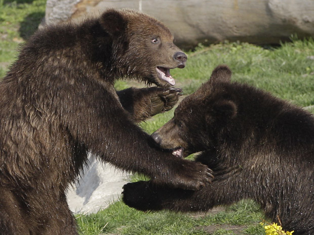 Os irmãos Thor e Boo, de 14 meses, brincam no zoológico de Detroid, nos Estados Unidos, após um período de hibernação. Eles foram encontrados sozinhos no Alaska, após a morte da mãe por um caçador. (Foto: AP Photo / Carlos Osorio)