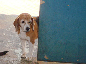 O cão Gabriel, fotografado no Centro de Zoonoses de Araraquara (Foto: Divulgação/Arquivo Pessoal)