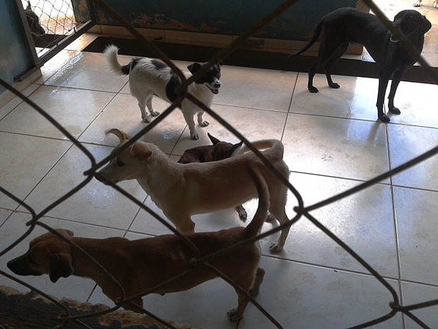Cães que vivem no Centro de Zoonoses de Araraquara (SP) (Foto: Manoela Marques/G1)