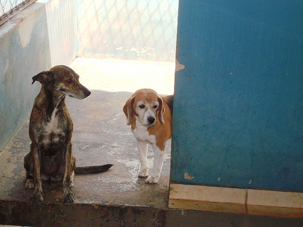O cão Gabriel, fotografado no Centro de Zoonoses de Araraquara (Foto: Divulgação/Arquivo Pessoal)