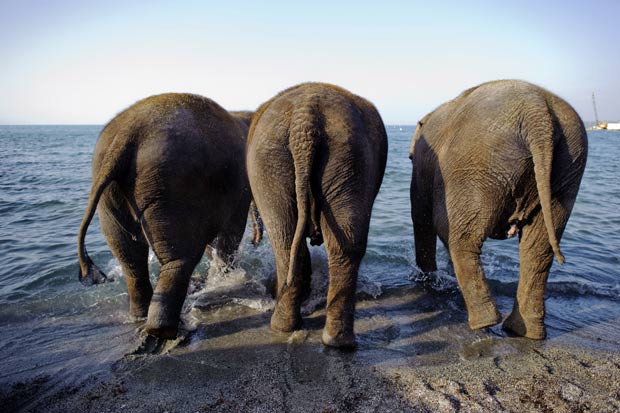 Além de dieta especial, elefantes farão exercícios. (Foto: Fabrice Coffrini/AFP)