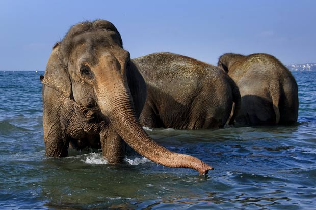 Elefantes do circo Knie passarão por regime para perder peso. (Foto: Fabrice Coffrini/AFP)