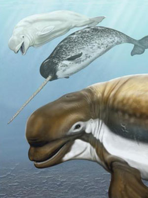 Ilustração mostra a espécie ancestral em primeiro plano. Ao fundo, a beluga e o nardal. (Foto: Divulgação / Carl Buell)