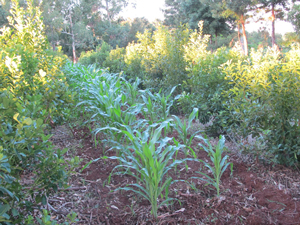 Plantação de erva mate com milho; mistura de culturas foi proposital para aproveitar solo. (Foto: Gabriela Gasparin/G1)