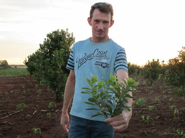 O agricultor ainda planta a erva mate por tradição, pois foi a principal cultura no início do século XX (Foto: Gabriela Gasparin/G1)