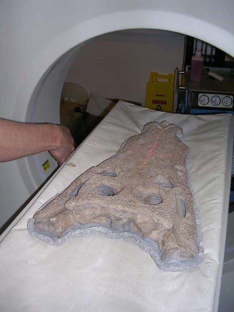 Foto do fóssil de crocodilo encontrado por pesquisadores na Inglaterra (Foto: Divulgação)