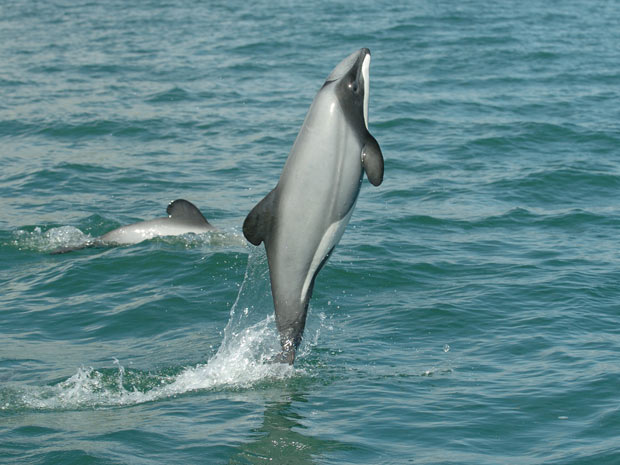 Fêmea de golfinho de Hector nada no mar da Nova Zelândia (Foto: Copyright Steve Dawson)