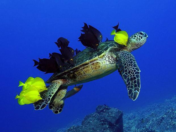 Estes peixes estão comendo algas e parasitas da casca e da pele de uma tartaruga. A foto foi tirada por Andre Seale, que capturou as imagens no Havaí. Este comportamento ajuda tanto a tartaruga a ficar mais limpa e saudável, como fornece refeição aos peixes. (Foto: Andre Seale)