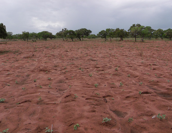 Plantação de milho em Alegrete do Piauí afetada pela estiagem. Foto tirada em 26 de março de 2012. (Foto: Secretaria de Agricultura municipal)
