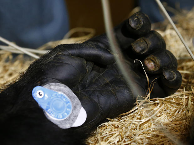 Detalhe da mão do chimpanzé Dylan com um monitor cardíaco durante o procedimento médico. (Foto: Phil Noble/Reuters)