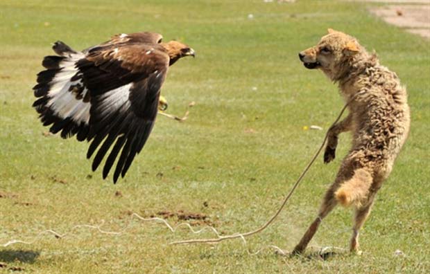 Em maio de 2011, águia foi fotografada atacando um lobo durante um festival de caça tradicional chamado 'Salburun', na aldeia de Tyup, a 370 quilômetros de Bishkek, no Quirguistão. (Foto: Vyacheslav Oseledko/AFP)