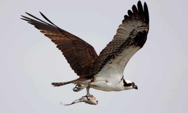 Águia-pescadora foi fotografada em 26 de março de 2008 após capturar peixe na Flórida (EUA). Encontrada em várias regiões do mundo, essa ave de rapina chega a 60 cm de comprimento e envergadura de 1,8 m.   (Foto: Don Emmert/AFP)