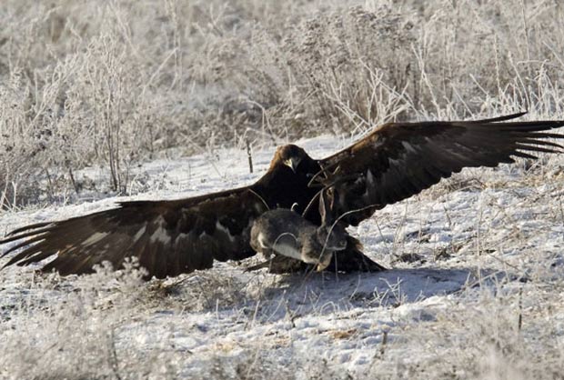 Durante uma competição de caça realizada em 2011 nos arredores da cidade de Almaty, no Cazaquistão, o fotógrafo Shamil Zhumatov registrou o momento de ataque de um exemplar de águia-dourada, ave também conhecida como águia-real, a um coelho em meio à neve. (Foto: Shamil Zhumatov/Reuters)