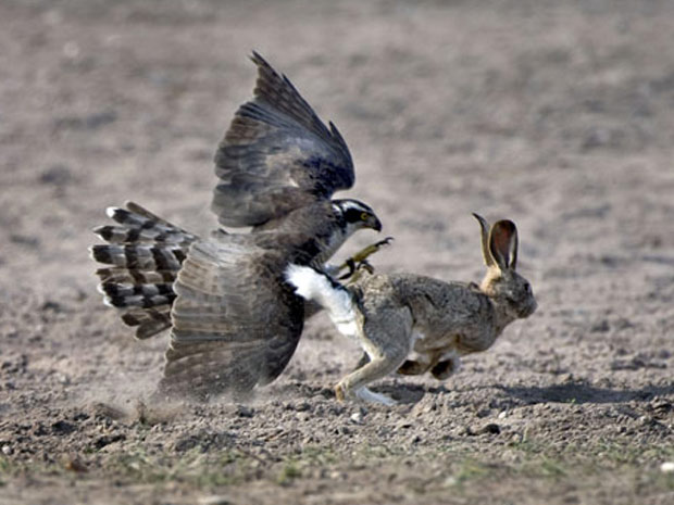 Fotógrafo Vladimir Voronin registrou o momento em que uma águia-dourada caçava um coelho nas planícies do Quirguistão e do Cazaquistão. (Foto: Vladimir Voronin/Caters)