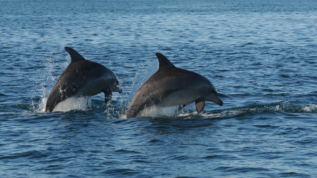 Golfinhos em gangues (Foto: BBC)