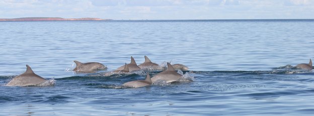 Gangues de golfinhos (Foto: BBC)