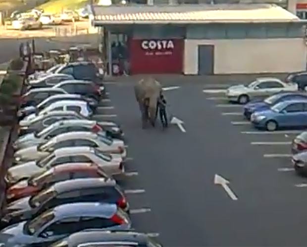 Elefante fugiu de circo e vagou em estacionamento. (Foto: Reprodução)