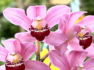 7ª Exposição de Orquídeas terá 25 expositores. (Foto: Reprodução/TV Gazeta)