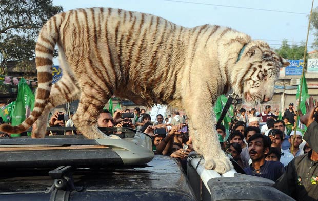 Partido paquistanês levou um tigre para um protesto em Lahore. (Foto: Arif Ali /AFP)