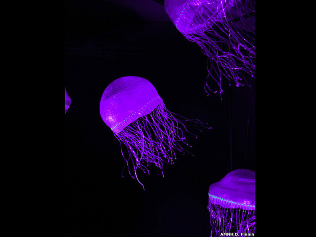 Quando esta medusa é tocada, as manchas em suas bordas se iluminam como um colar de esmeraldas. Seu brilho é bioluminescente e fluorescente. Dentro de seus pequenos órgãos, uma reação química cria luz e uma molécula converte a luz azul em verde. (Foto: AMNH D. Finnin )