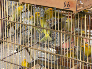 Pássaros vinham do Peru e da Venezuela (Foto: Divulgação / Polícia Federal)