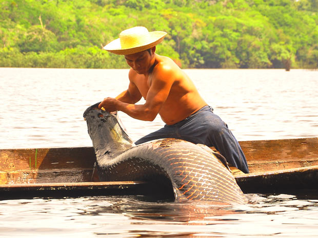 Pescador captura exemplar de pirarucu em lago da Amazônia. Espécie pode pesar até 250 kg e medir três metros (Foto: Divulgação/Jimmy Christian)