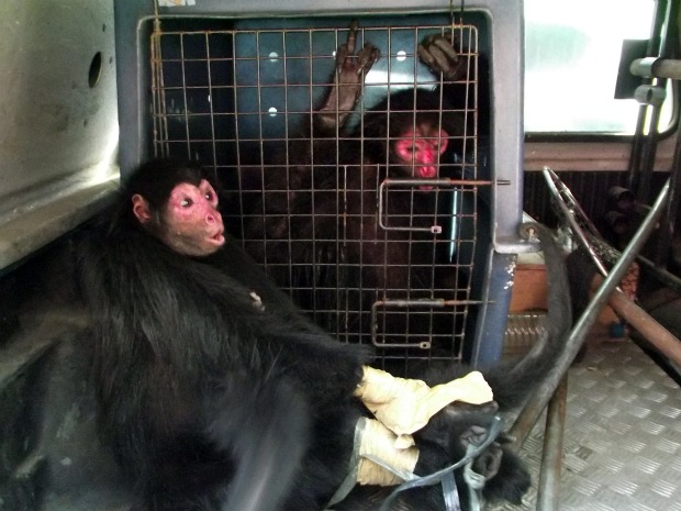 Macacos foram resgatados em Iranduba (Foto: Divulgação/Batalhão Ambiental)