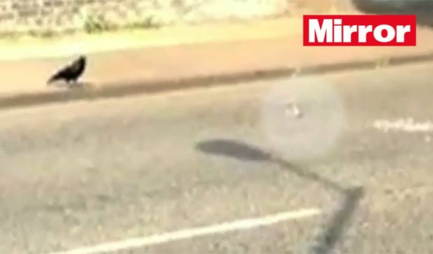 Filhote caiu no meio de estrada movimentada em Brockley, no sul de Londres. (Foto: Reprodução)