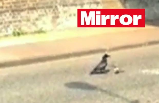 Corvo foi filmado ajudando filhote de pombo que caiu de ninho. (Foto: Reprodução)
