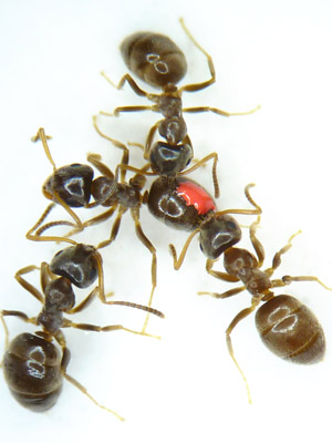 Formigas lambém ferida umas das outras (Foto: Mattias Konrad, IST Austria)