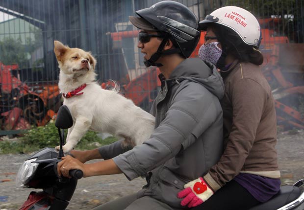 Um casal foi flagrado passeando com um cão em uma scooter em Ho Chi Minh City, no Vietnã. A cena foi fotografada nesta terça-feira (3) por Nick Ut. (Foto: Nick Ut/AP)