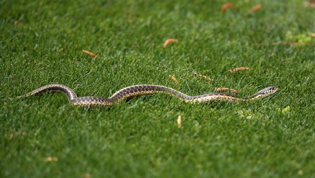 Cobra passeou perto do quinto buraco do clube de golfe de Augusta. (Foto: Phil Noble/Reuters)
