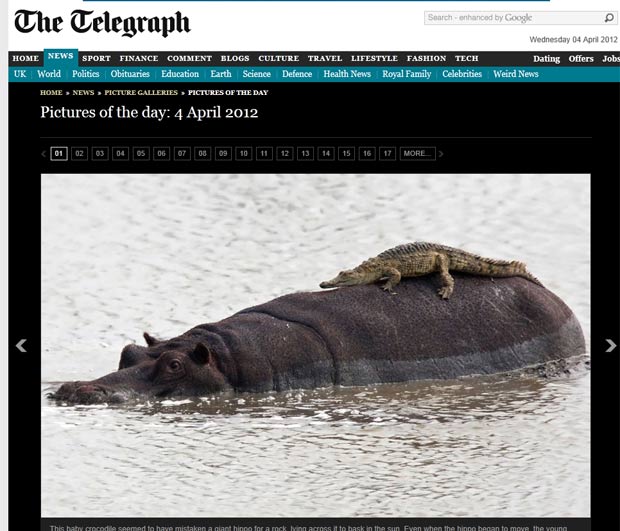 Filhote permaneceu 15 minutos nas costas do hipopótamo. (Foto: Reprodução/Daily Telegraph)
