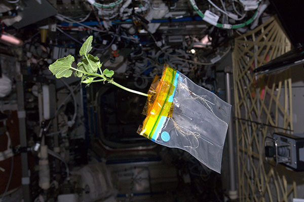 Astronautas da Nasa criam pé de abobrinha no espaço (Foto: Nasa)