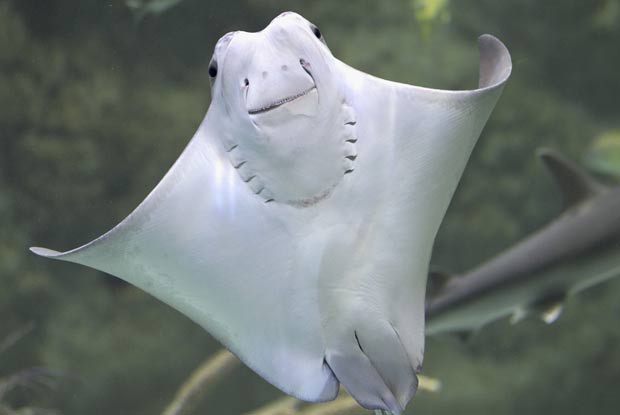 Arraia parecia sorrir ao ser fotografada em aquário nos EUA. (Foto: Nati Harnik/AP)