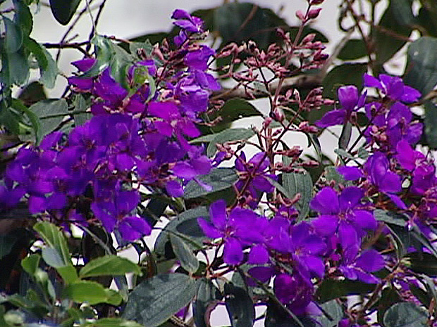 O roxo é a cor principal das quaresmeiras floridas e também é o símbolo da Páscoa (Foto: Reprodução/TV Gazeta)
