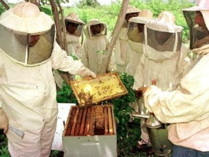 produção de mel (Foto: Assessoria/ Empaer-MT)