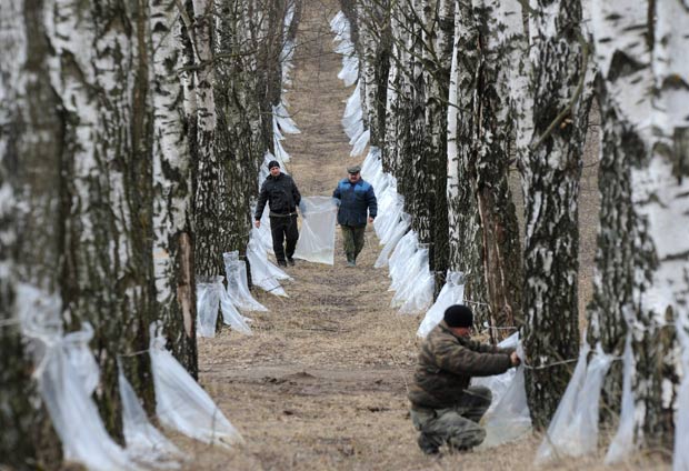 Agricultores usam sacos plásticos presos nos troncos de bétulas, que têm propriedades terapêuticas, para retirar sua seiva perto da aldeia de Belitsa, cerca de 35 km da capital Minsk, em Belarus. (Foto: Victor Drachev/AFP)