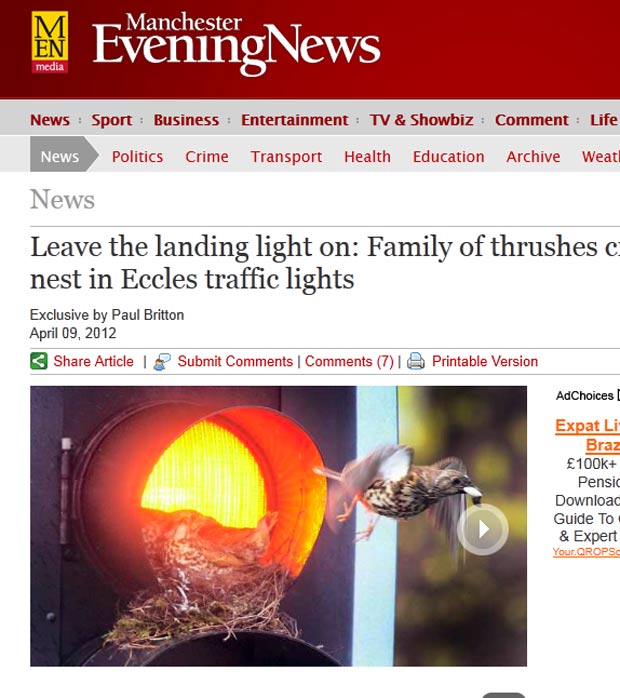 Casal de pássaros construiu ninho em um semáforo. (Foto: Reprodução/Manchester Evening News)