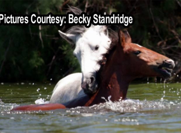 Garanhão branco ajuda outro cavalo a atravessar rio. (Foto: Reprodução)