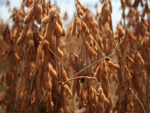 Produtividade da soja em Mato Grosso baixou (Foto: Leandro J. Nascimento / G1)